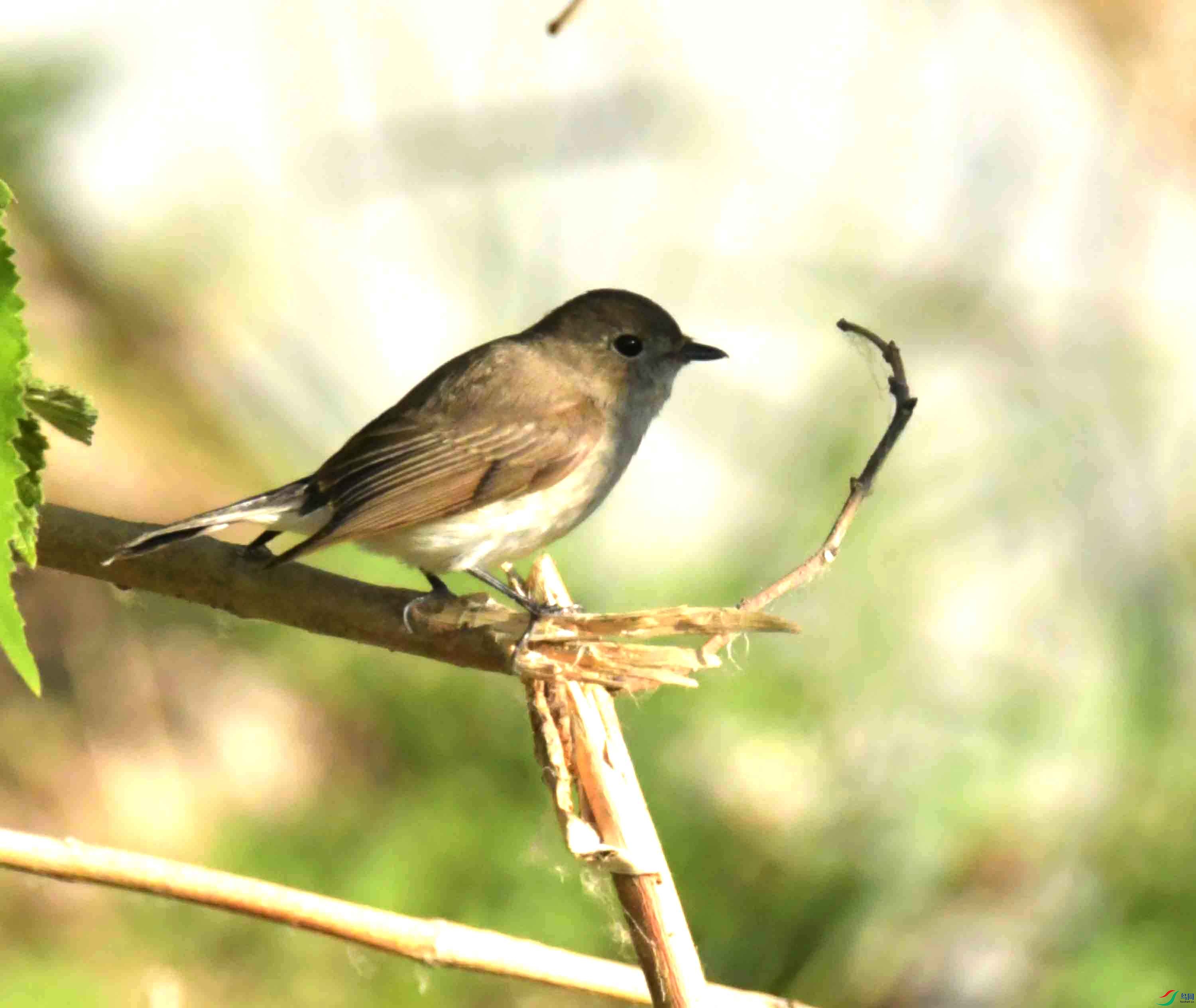DSC_9370.JPG