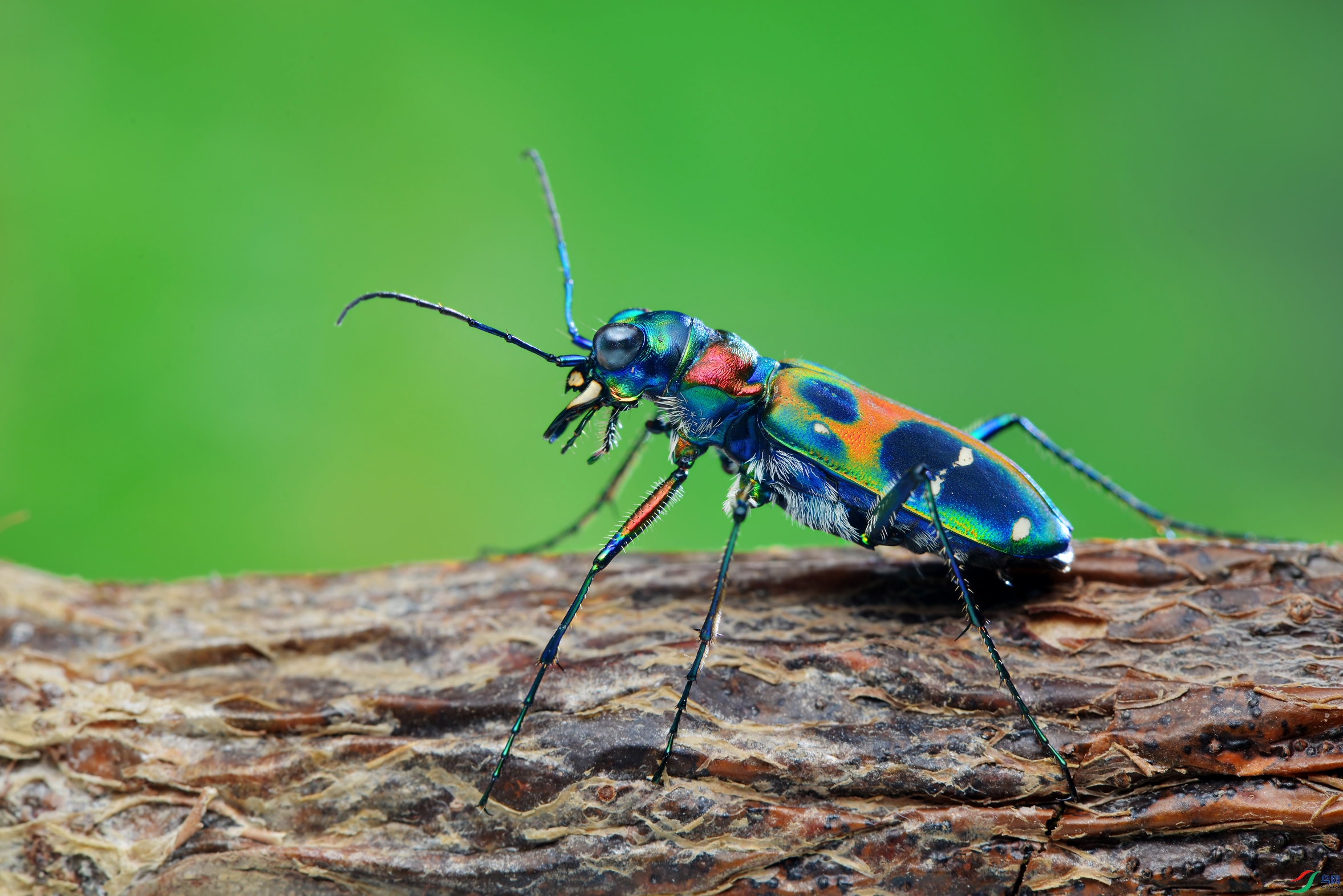 DSC_6020 ����.jpg