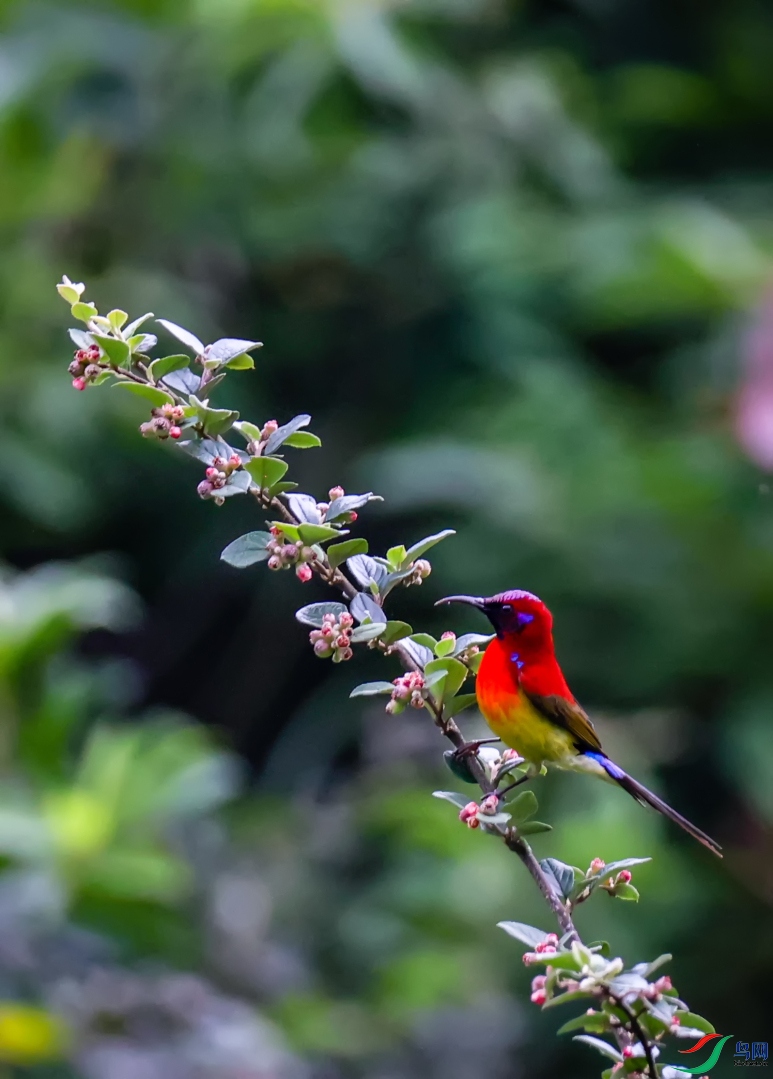 ����̫����