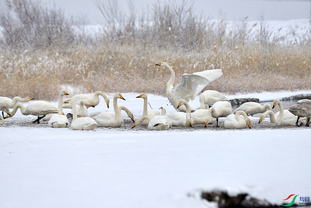 ѩ���� (1)1.jpg