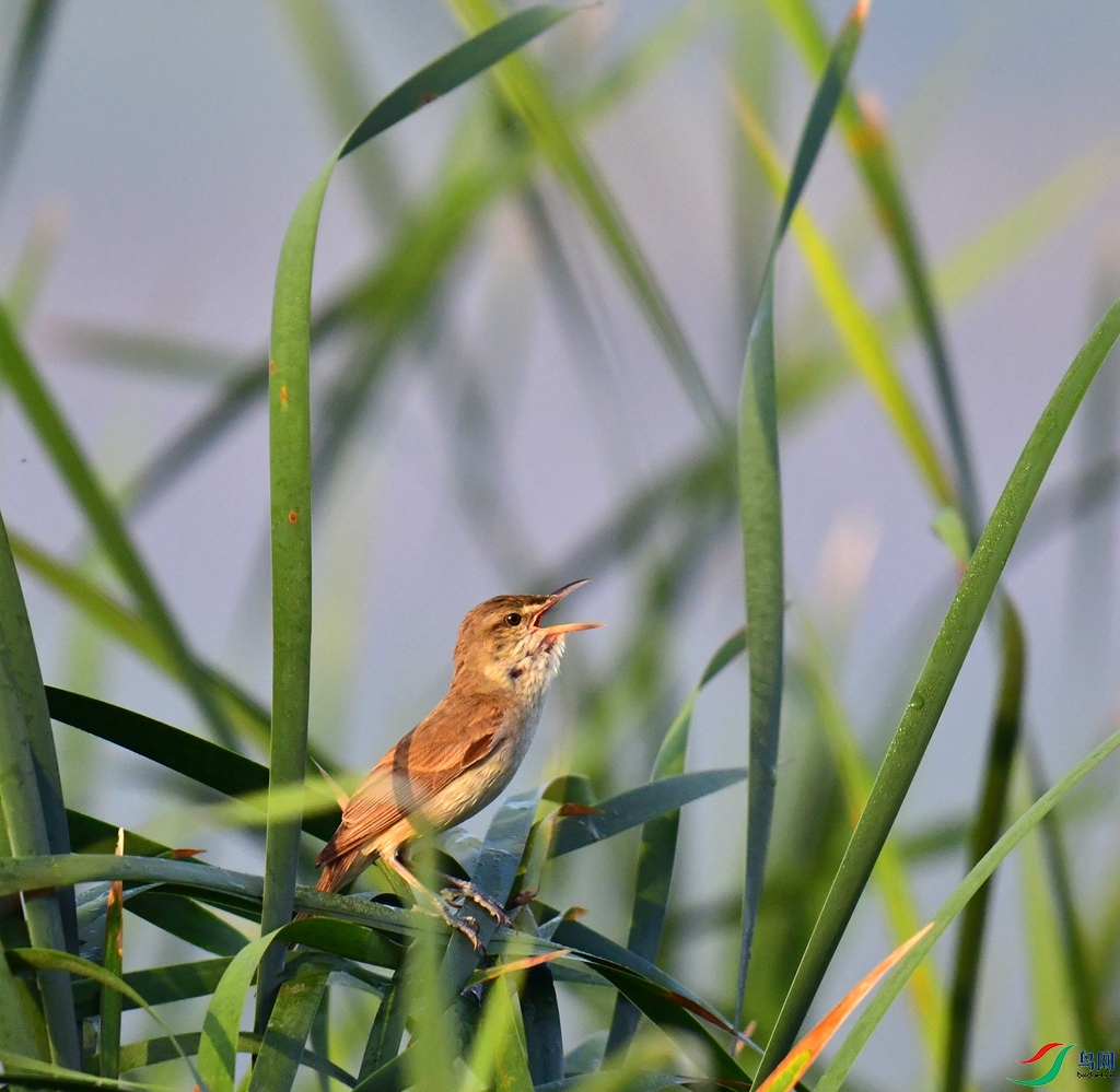 DSC_5925.jpg