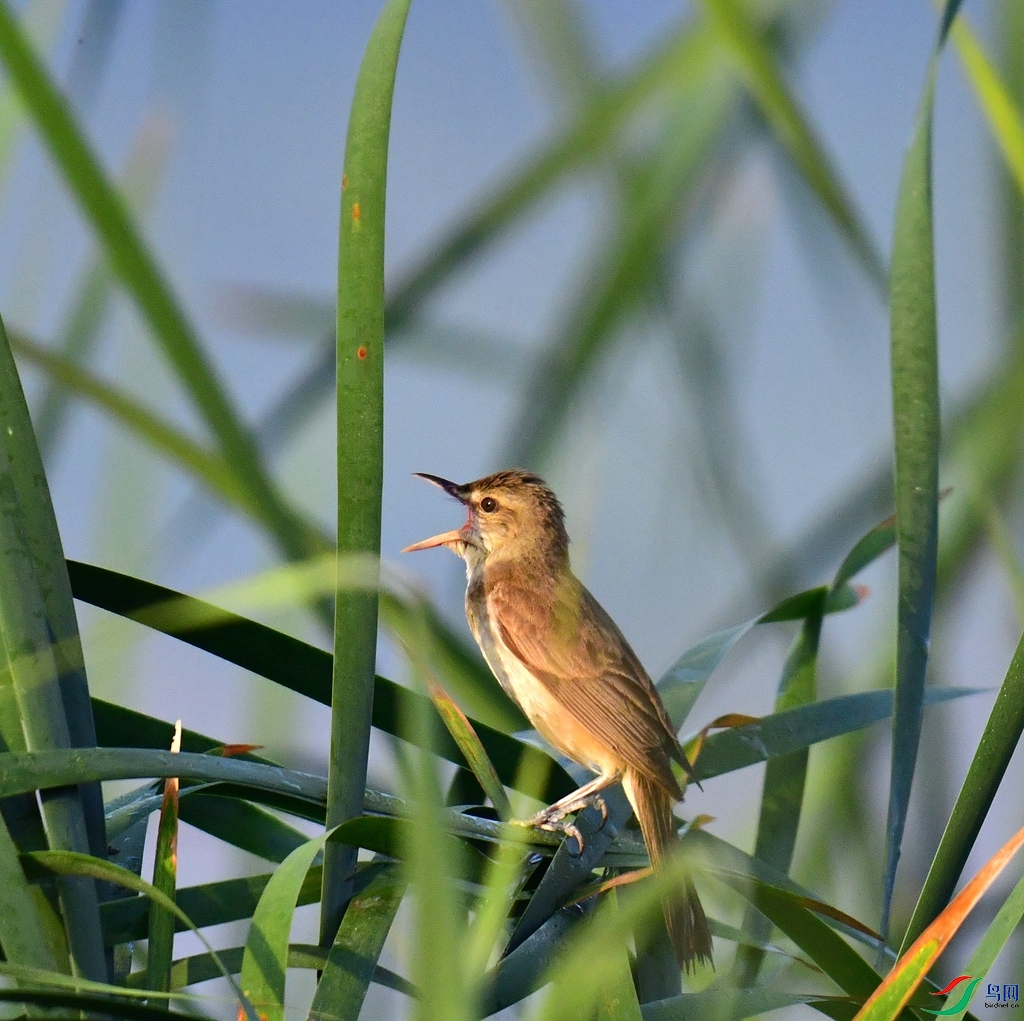 DSC_5934.jpg