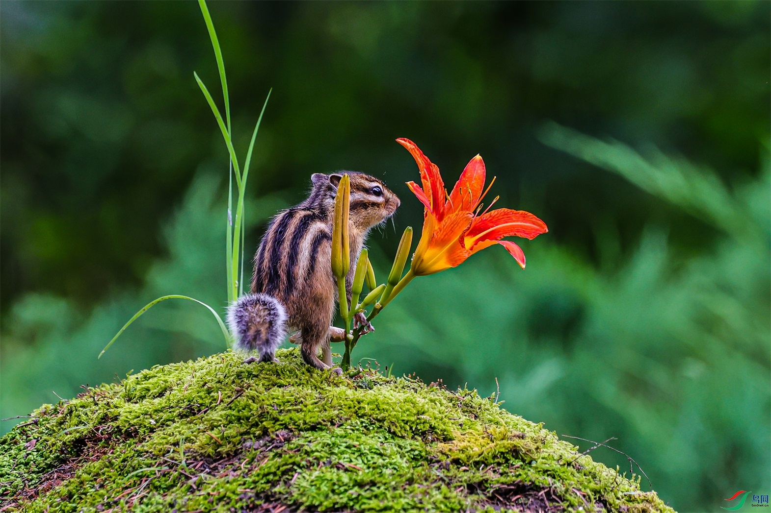 1K3A0288 ����1.jpg