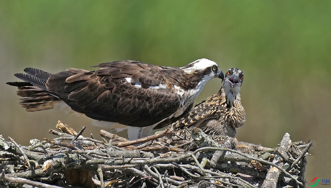 _DSD8212----.jpg