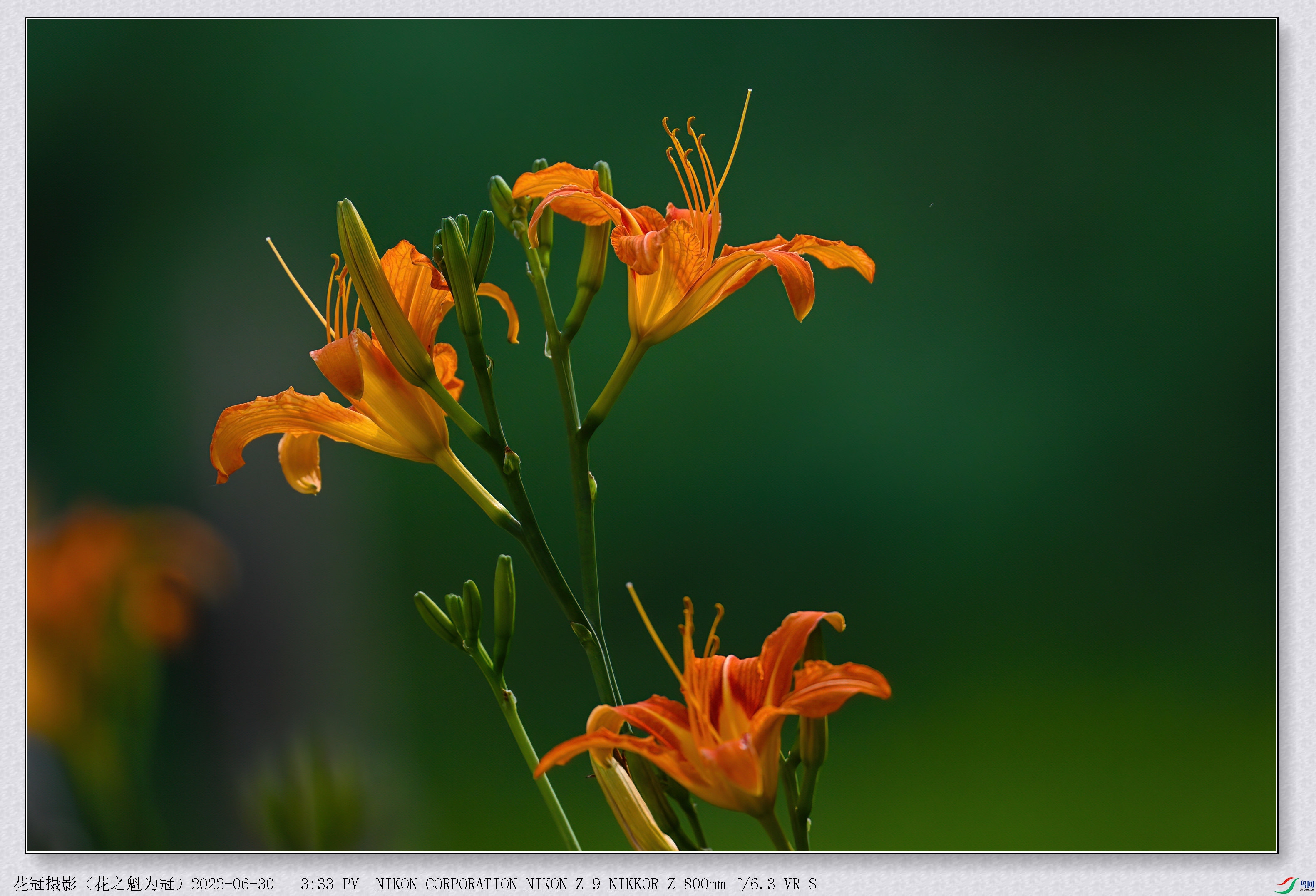 DSC_6928B-1-DeNoiseAI-low-light_����.jpg