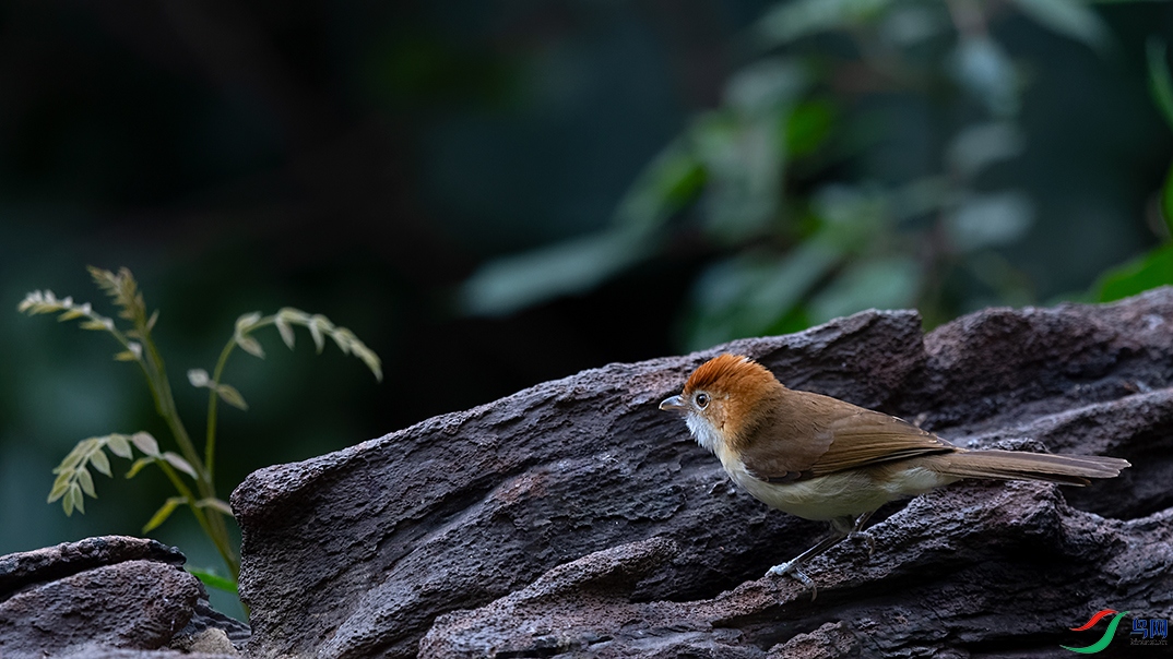 DSC_6107_DxOa.jpg