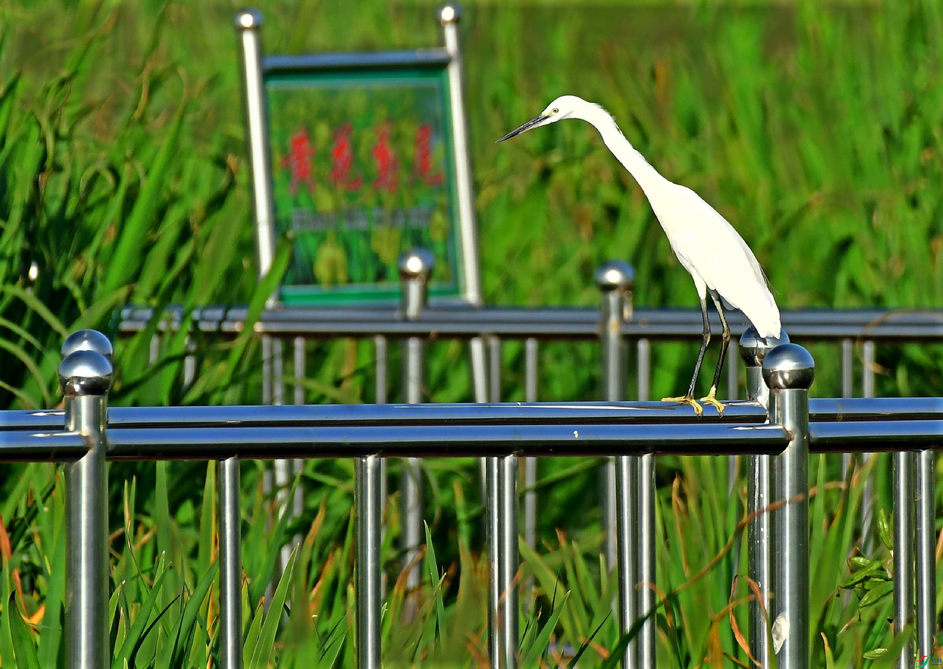 DSC_5332_conew1.jpg