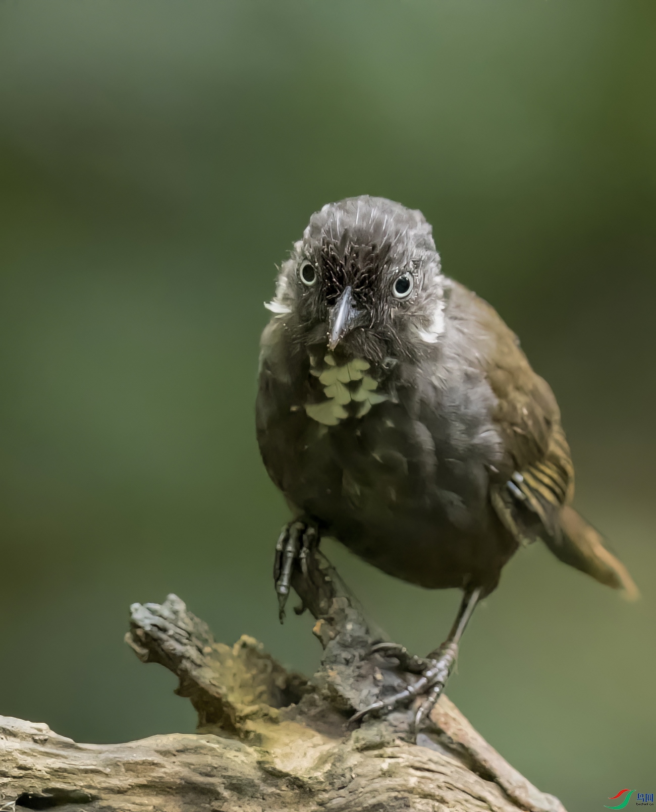 Ū������