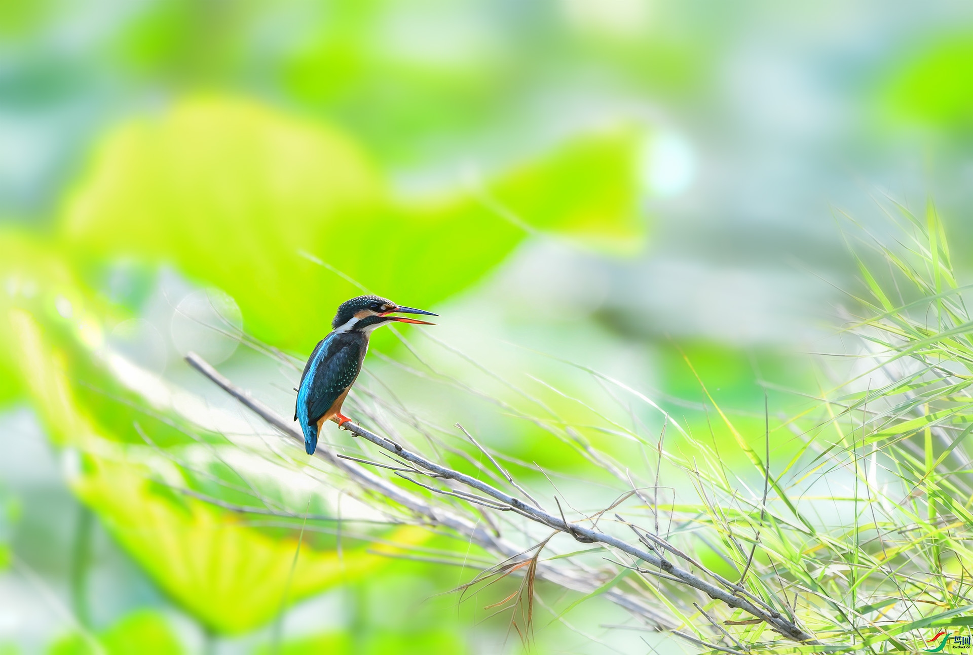 DSC_2465 ����.jpg