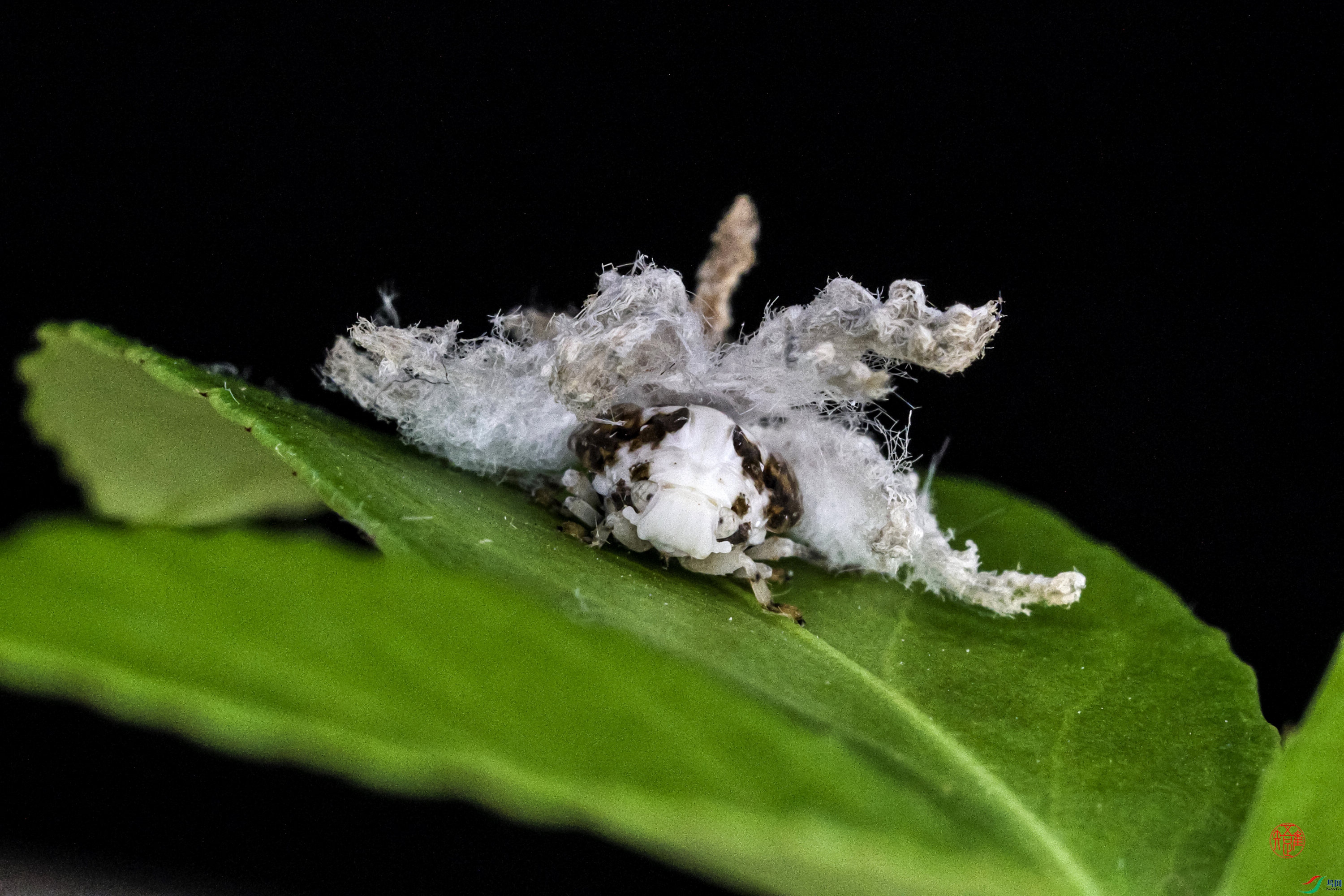 _RH82756xn ����.jpg