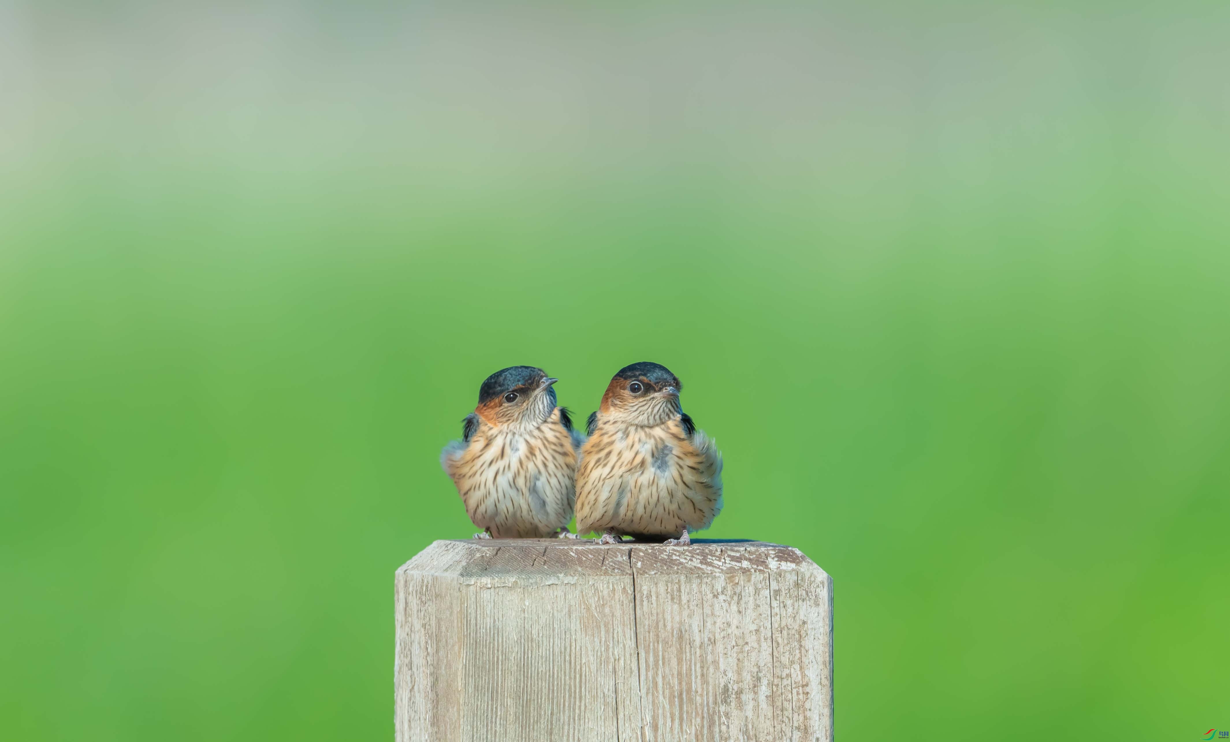 ��ֻС����