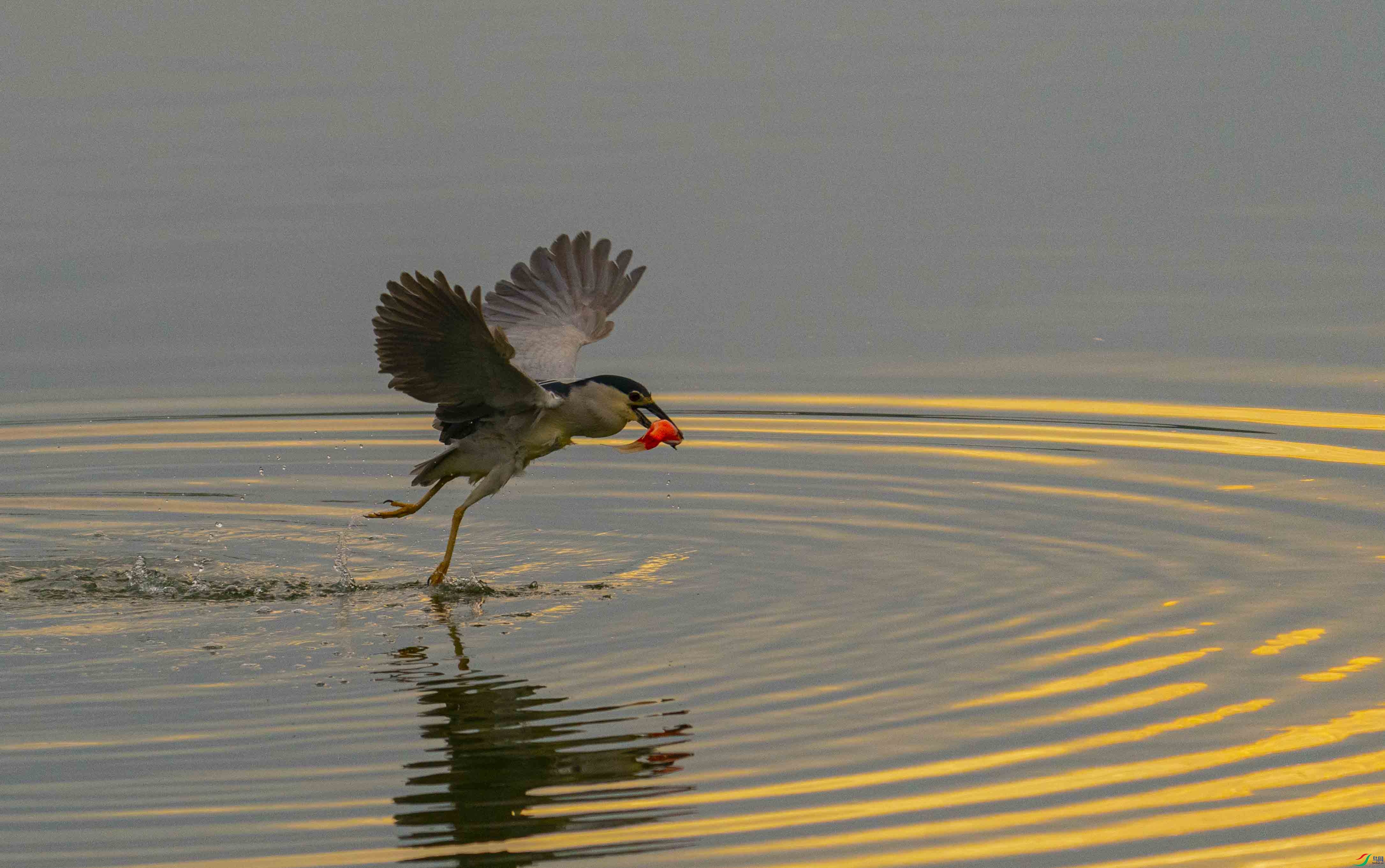 DSC09477 ����.jpg-1.jpg