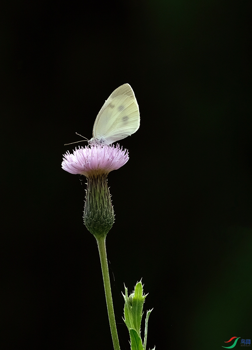DSCF2237.JPG