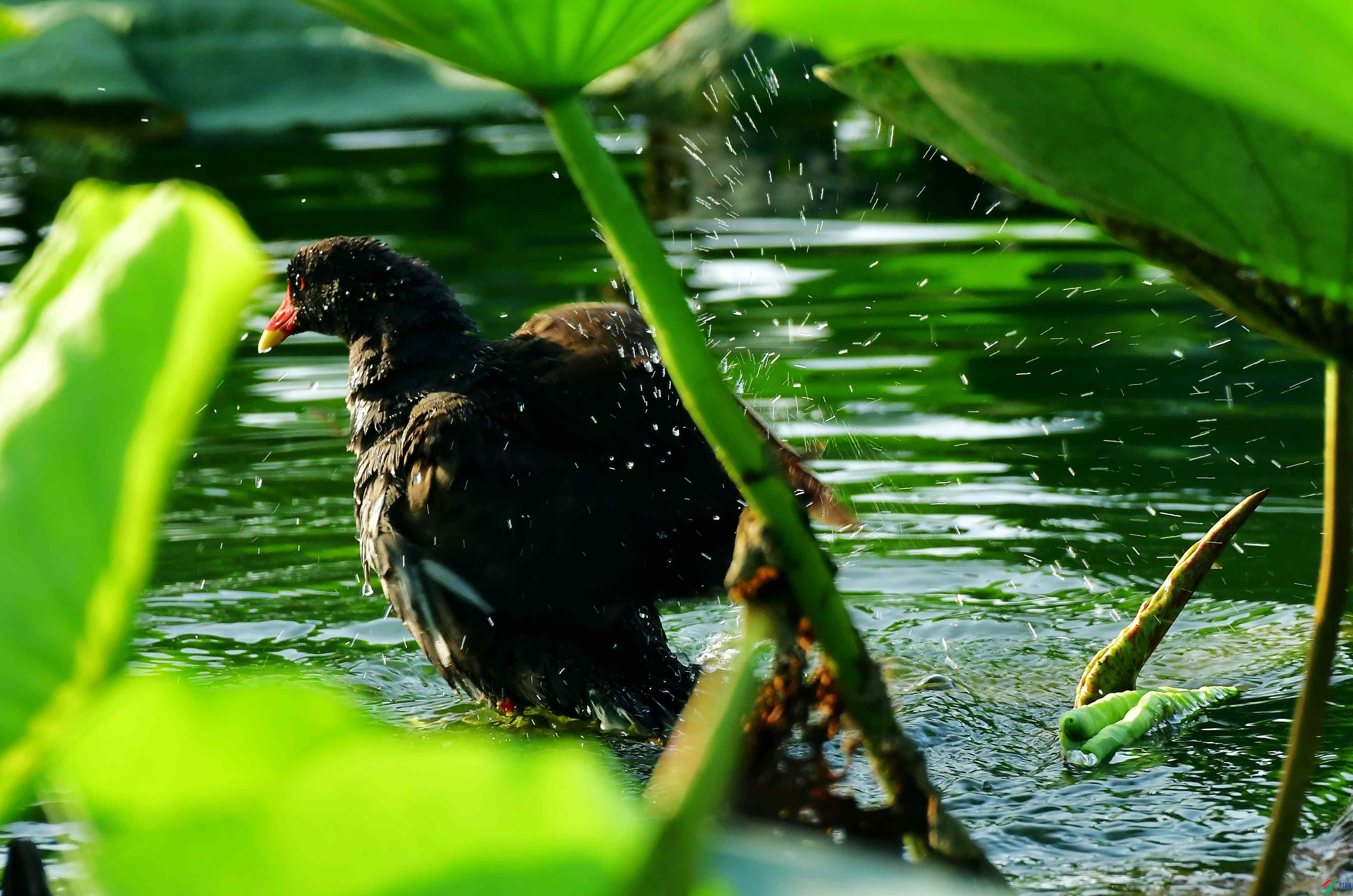 DSC_5261_conew1.jpg