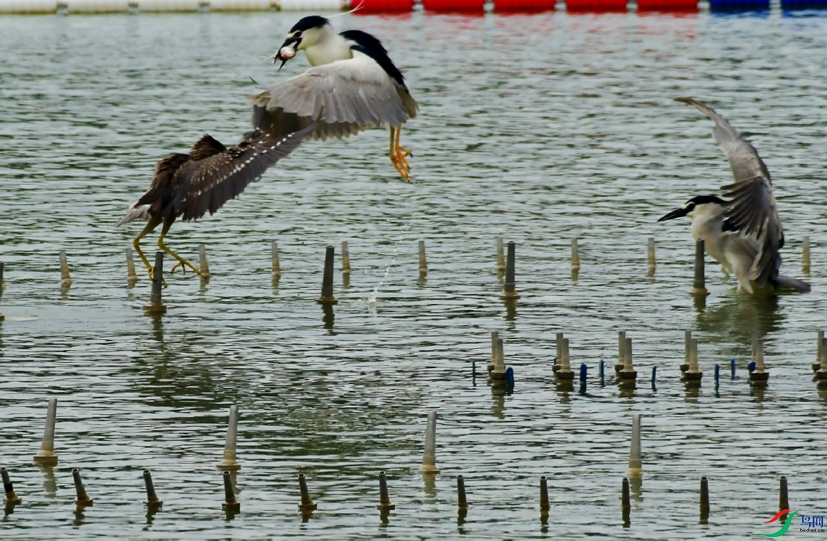 DSC_5810_conew1.jpg