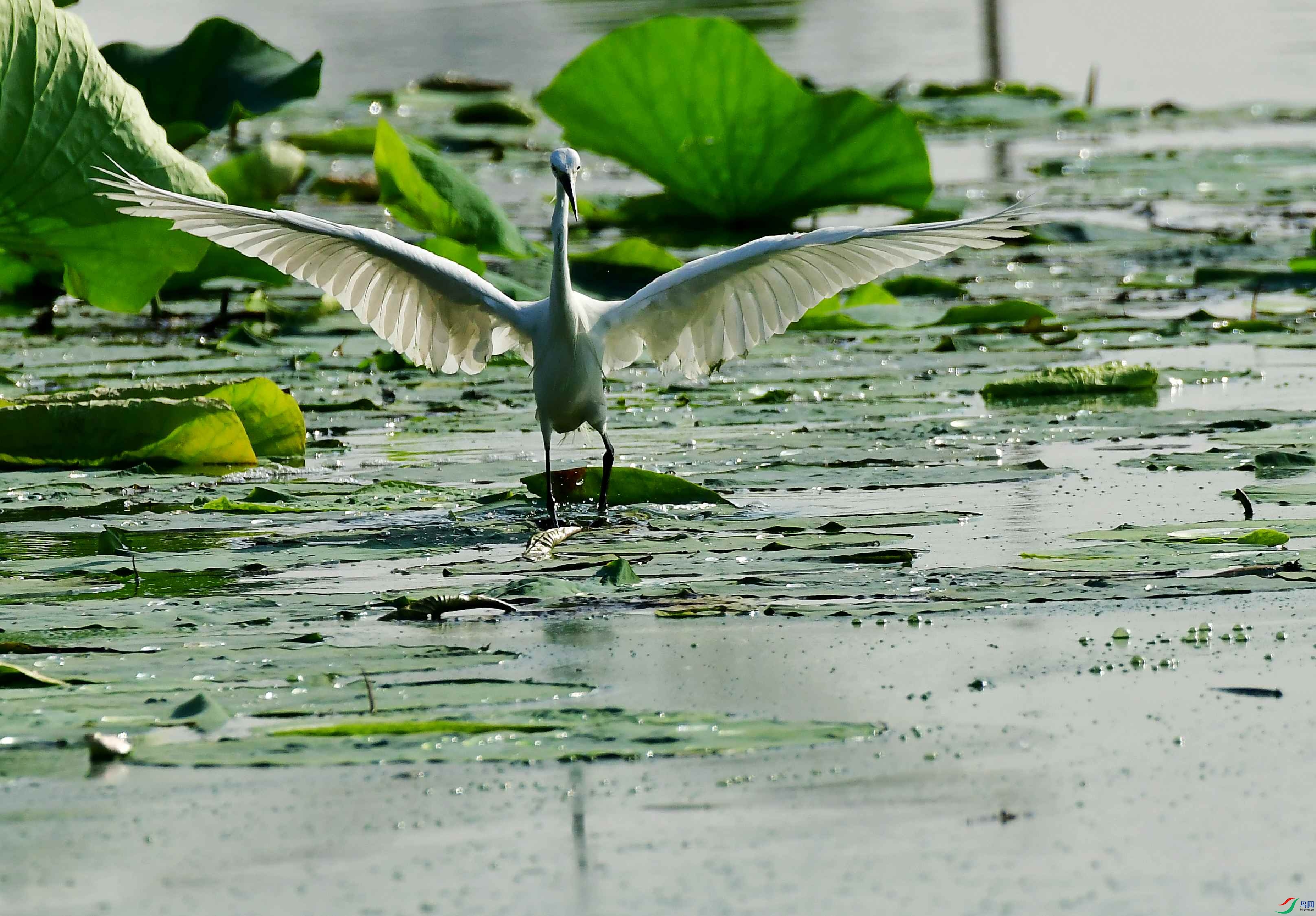 DSC_5469_conew1.jpg