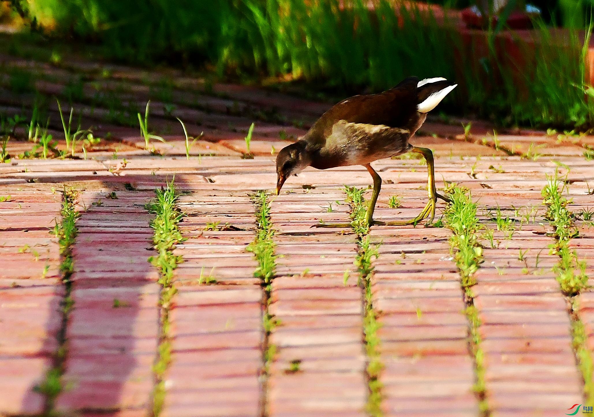 DSC_5363_conew1.jpg