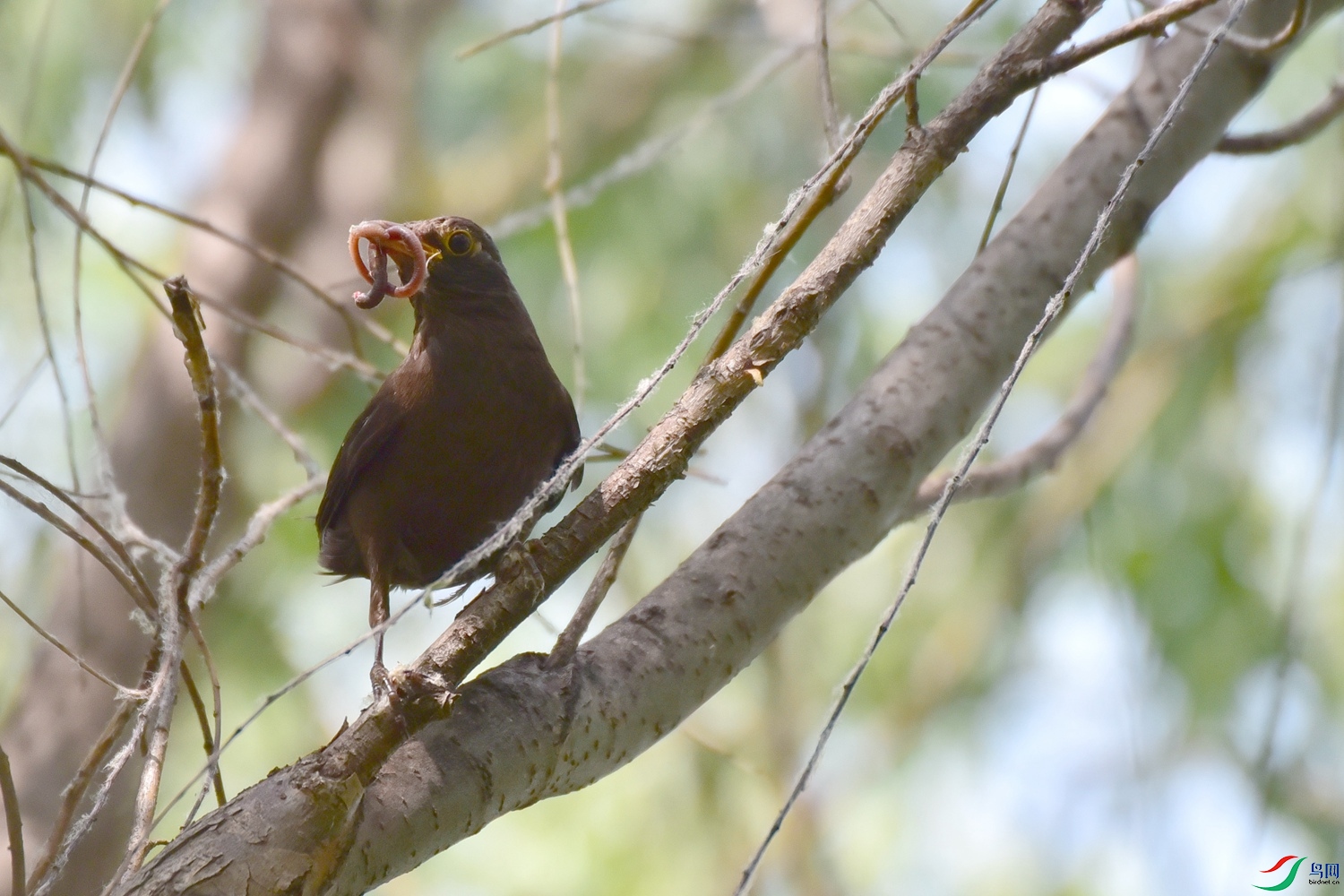 DSC_1753.JPG