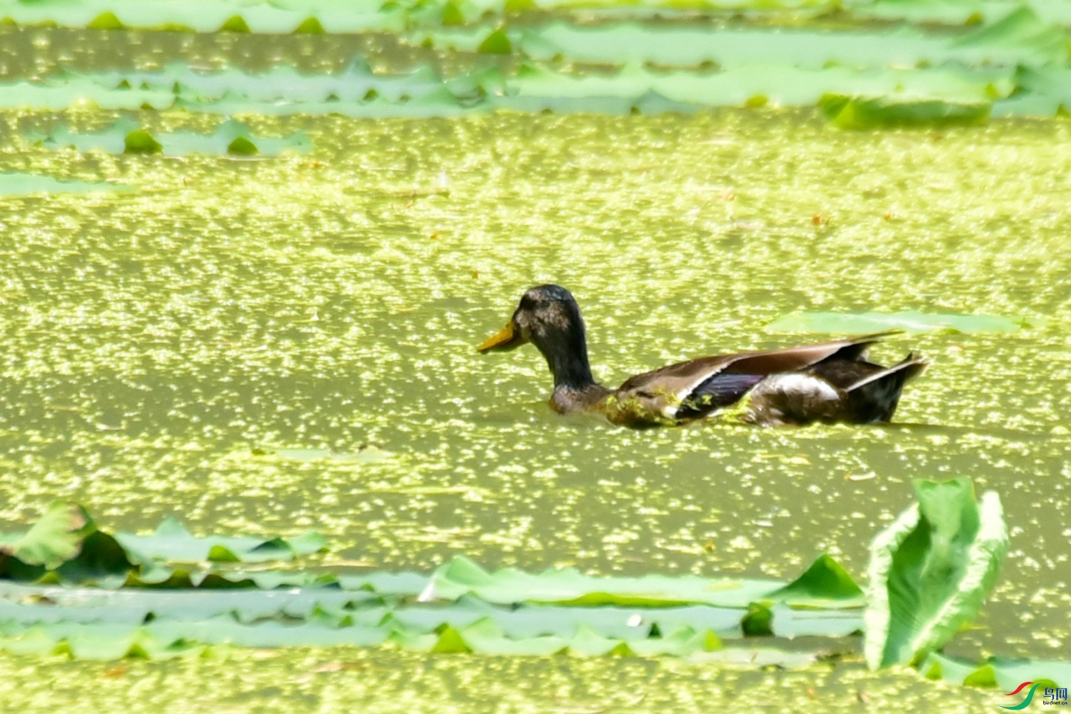 DSC_1964.JPG