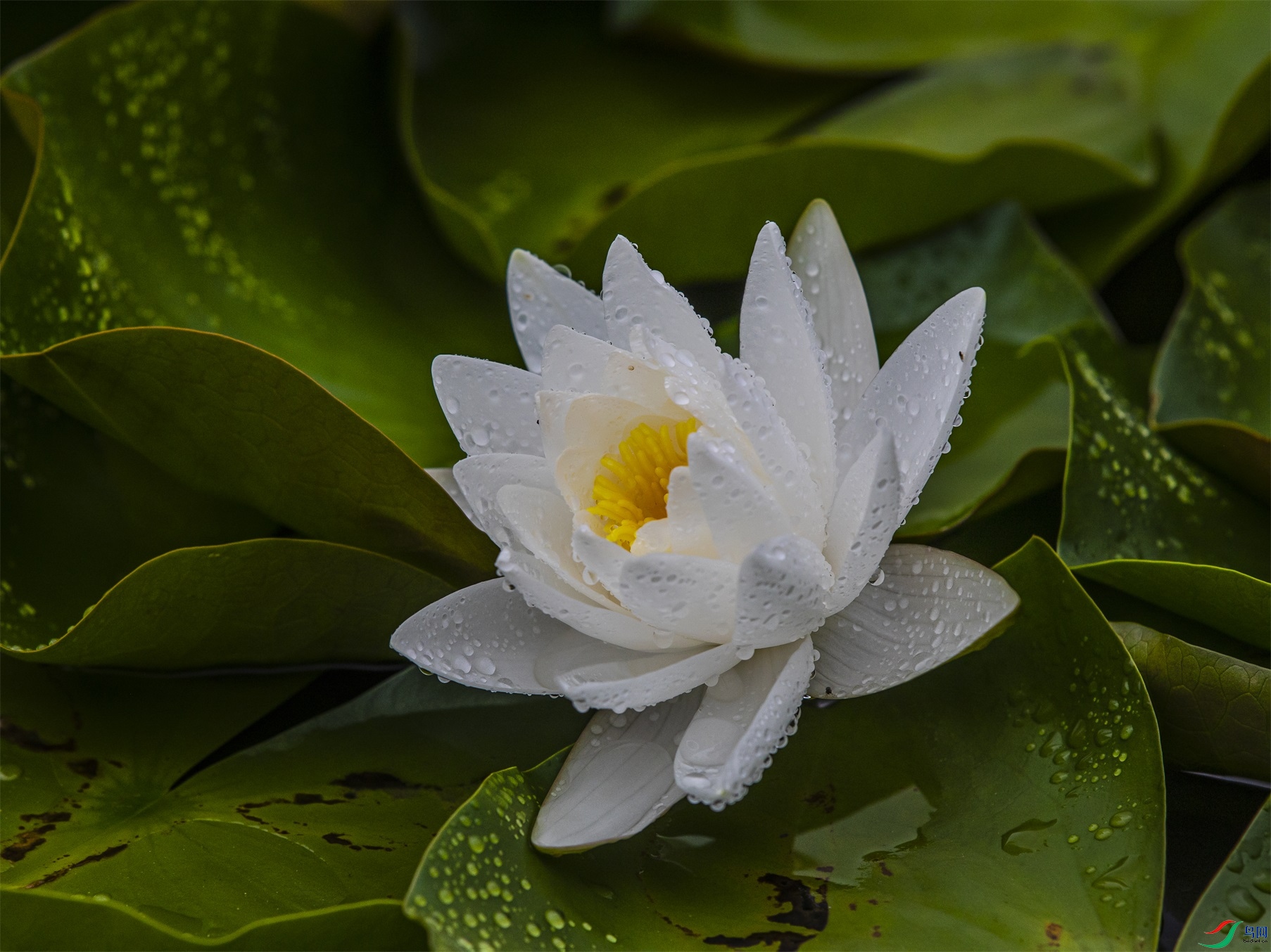 057 ����1.jpg