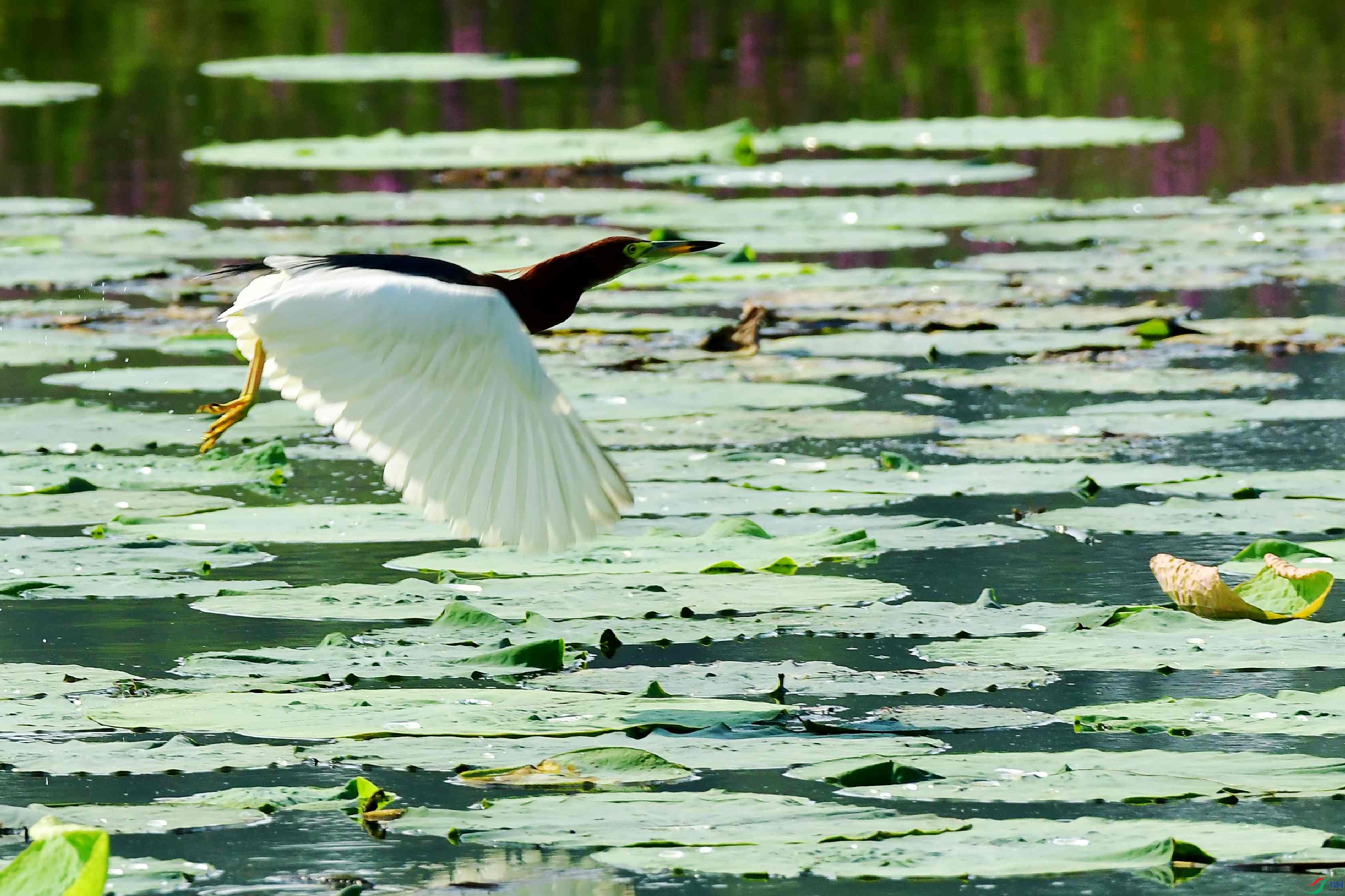 DSC_5640_conew1.jpg