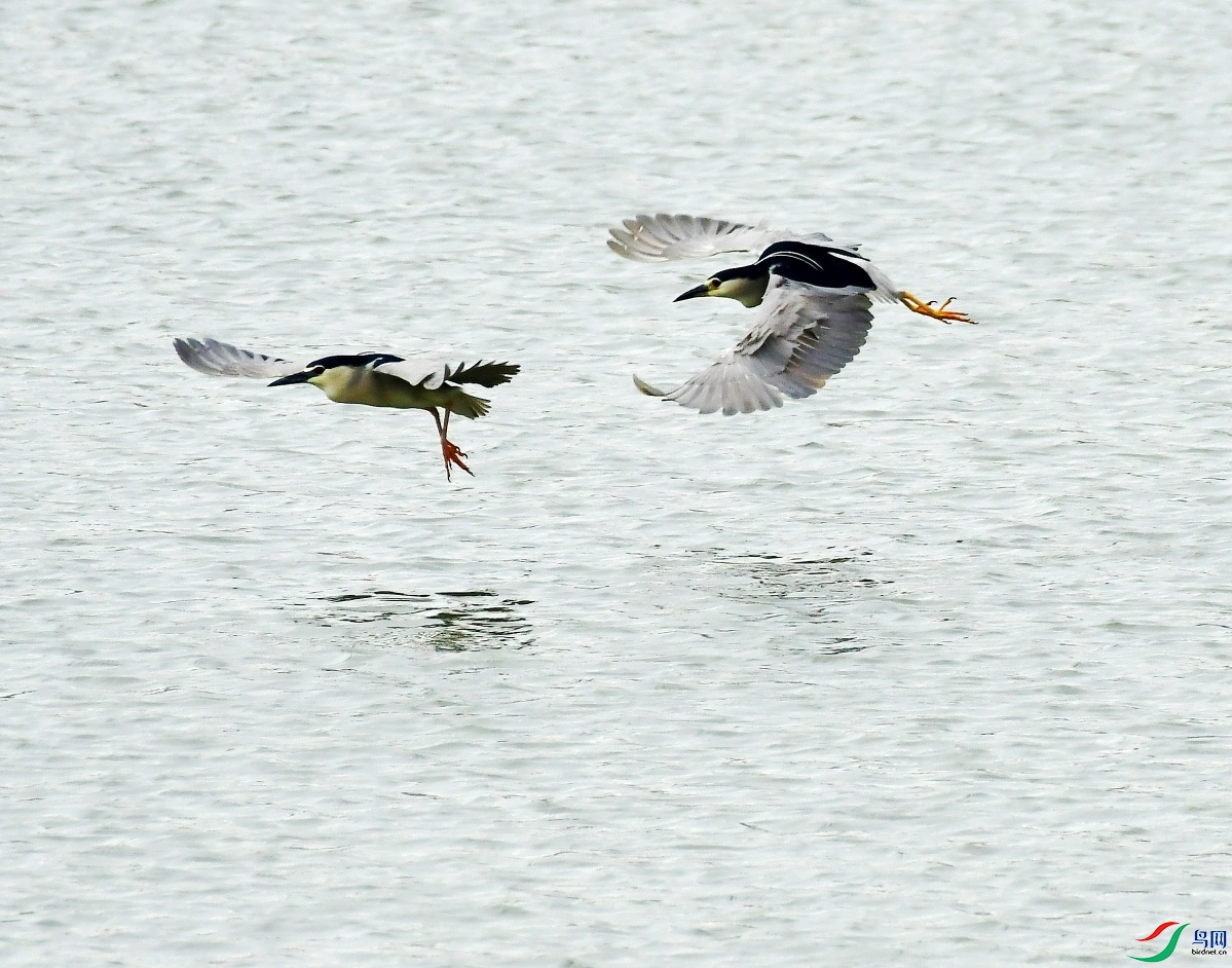 DSC_5817_conew1.jpg