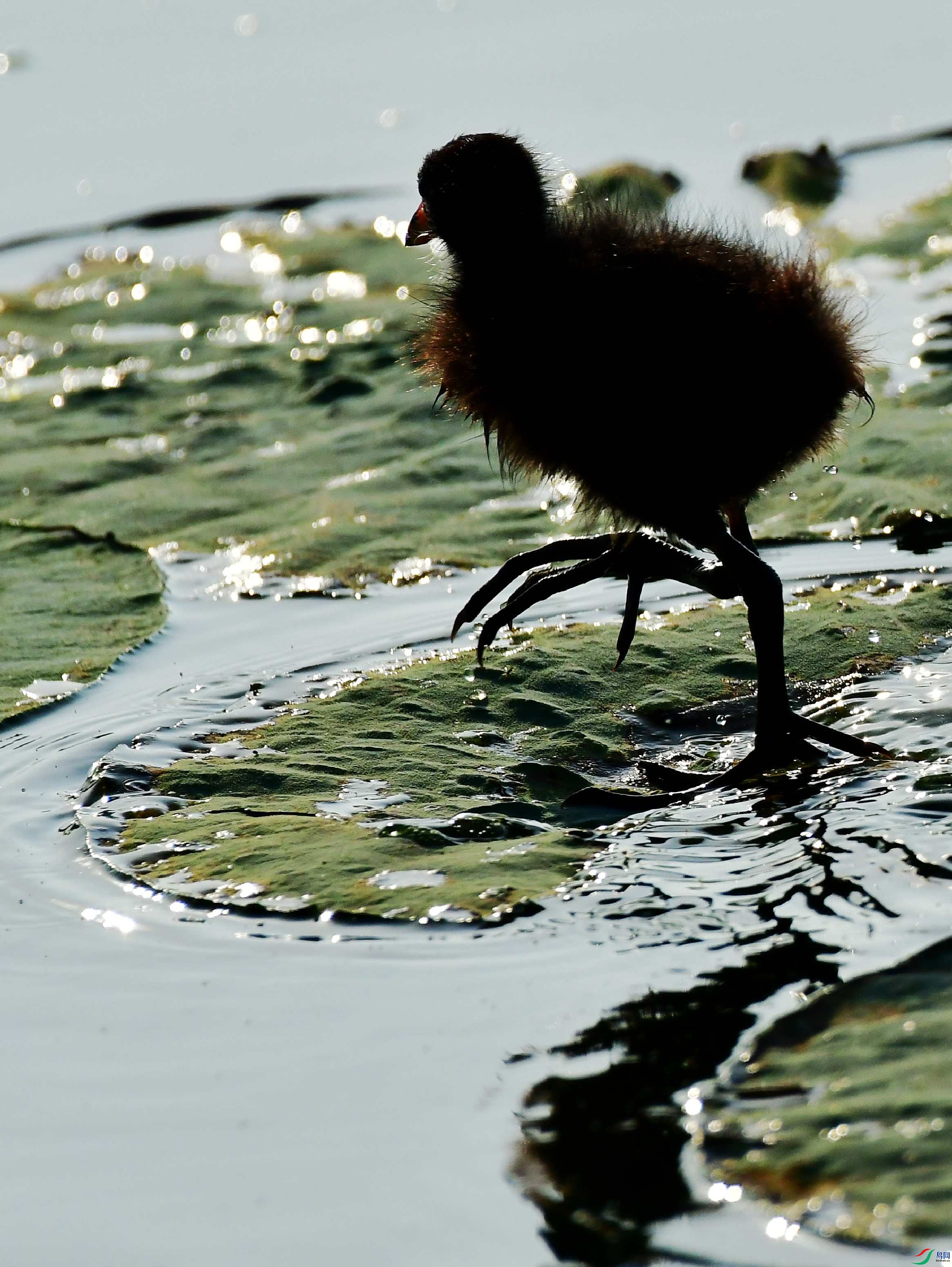 DSC_5305_conew1.jpg