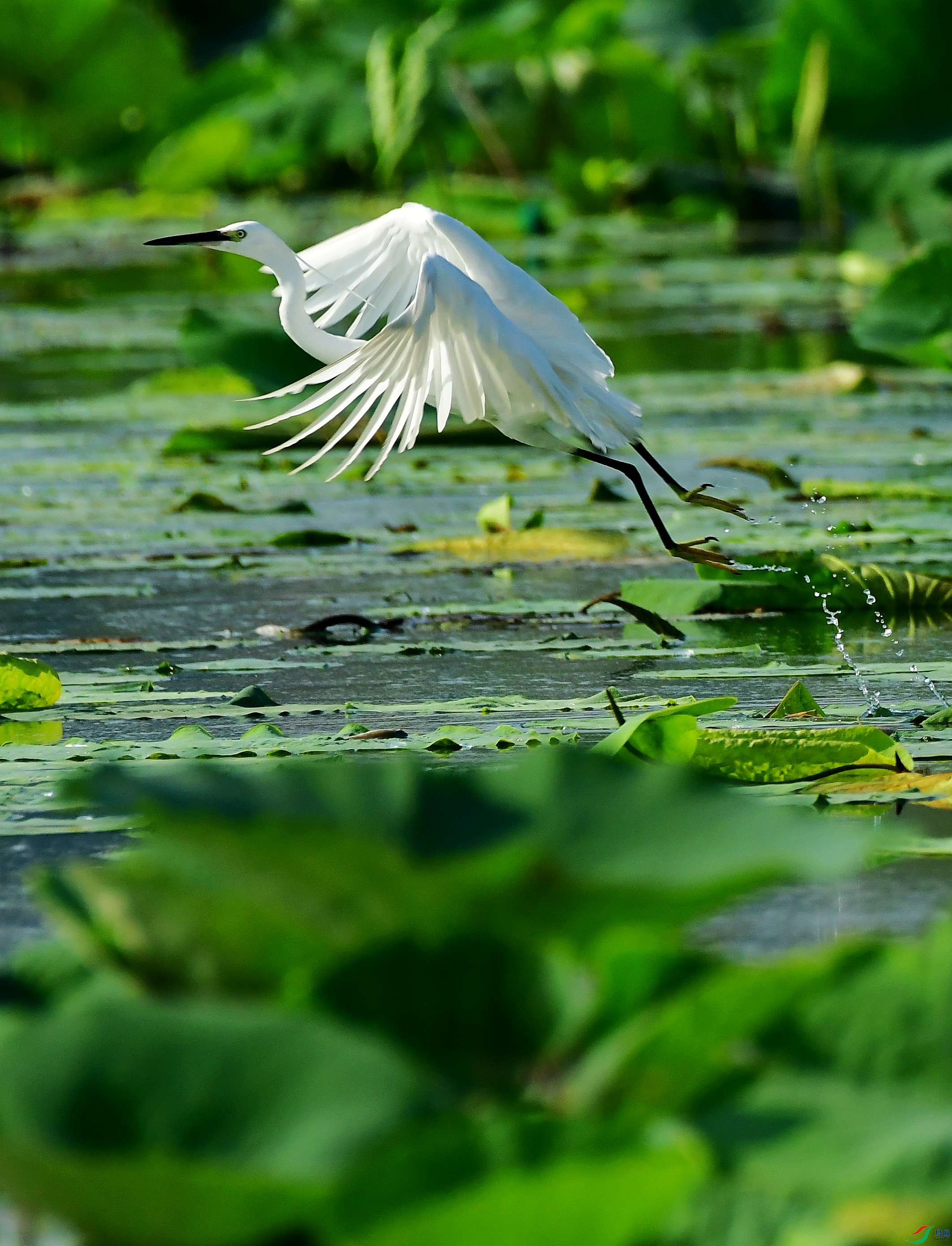 DSC_5488_conew1.jpg