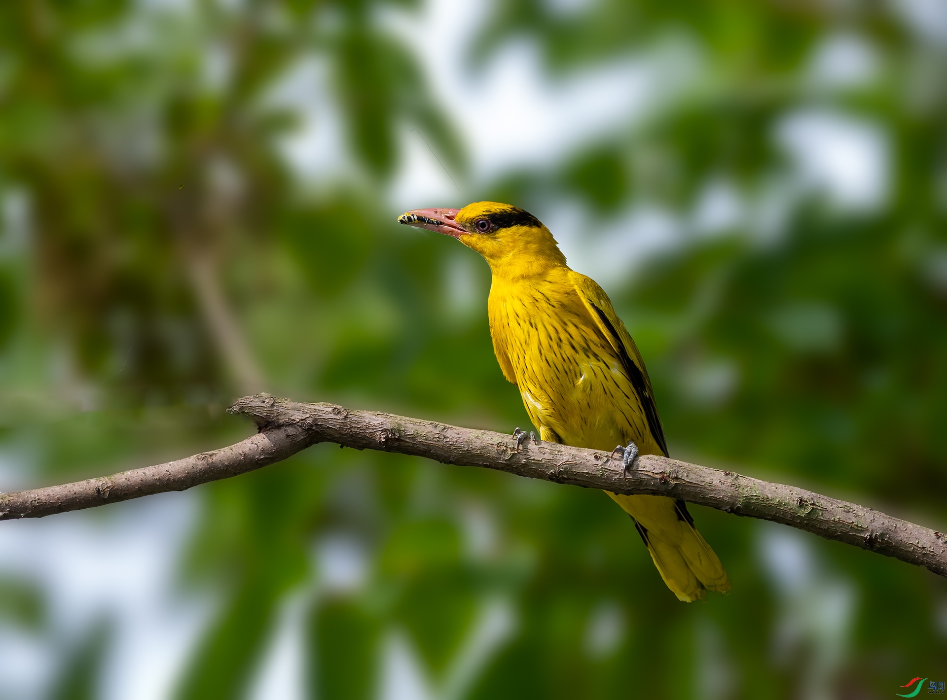 _DSC1087.jpg