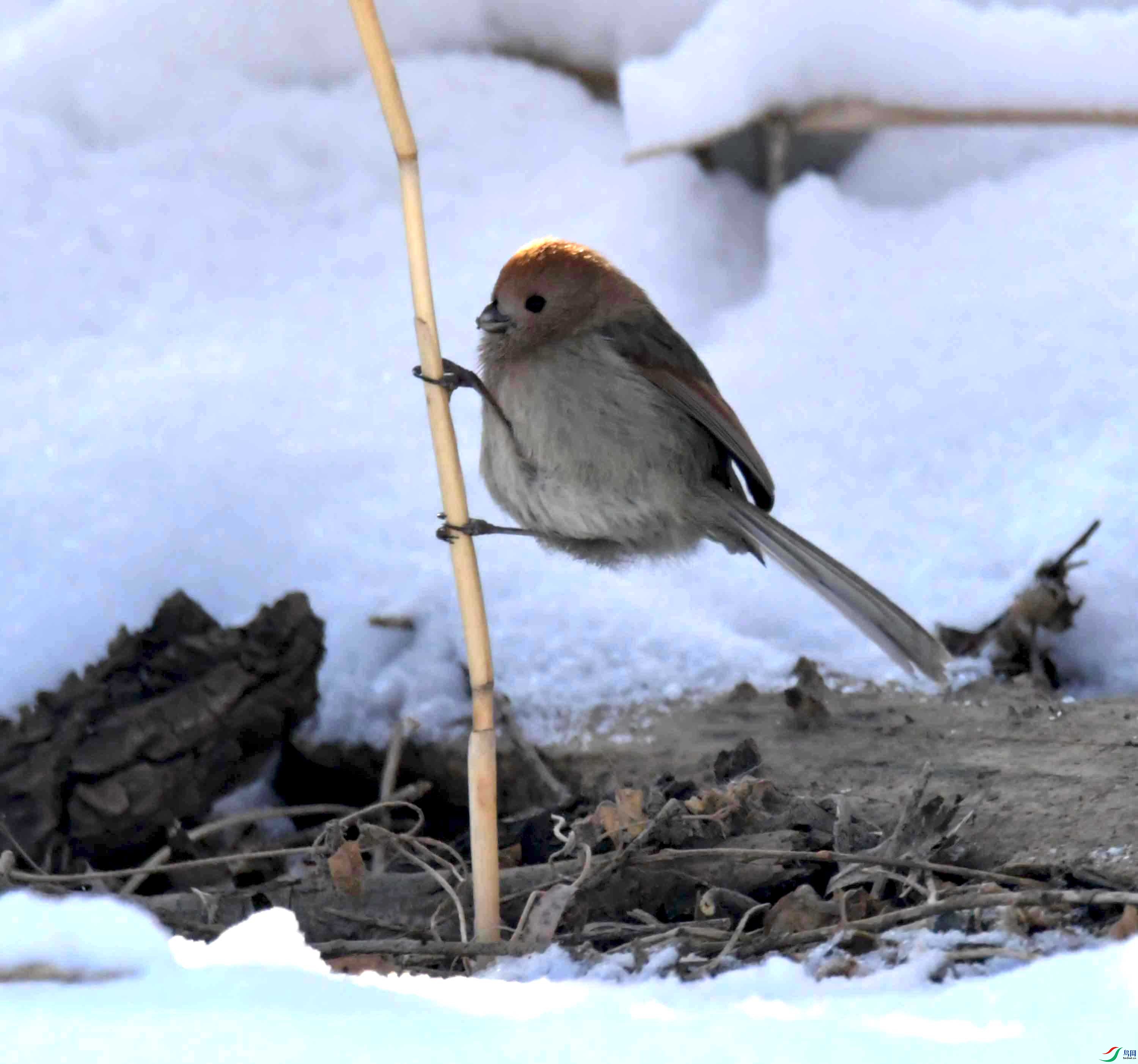 DSC_2157.JPG