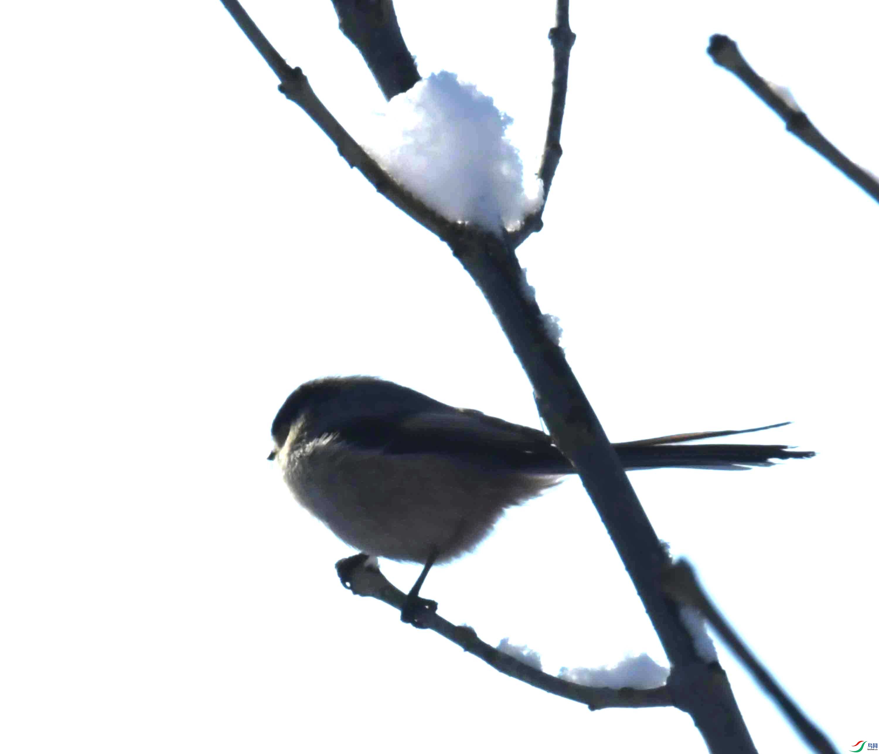 DSC_2410.JPG