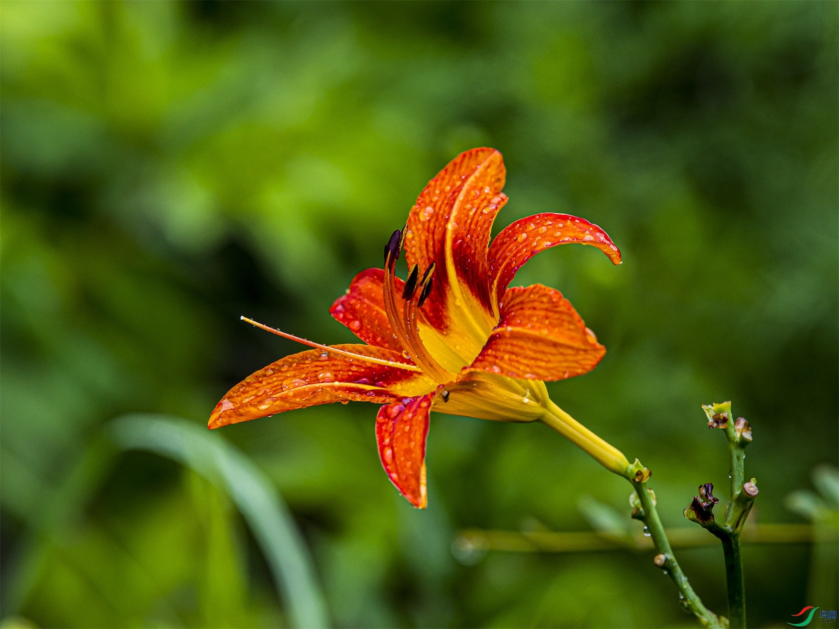 001 ����1.jpg