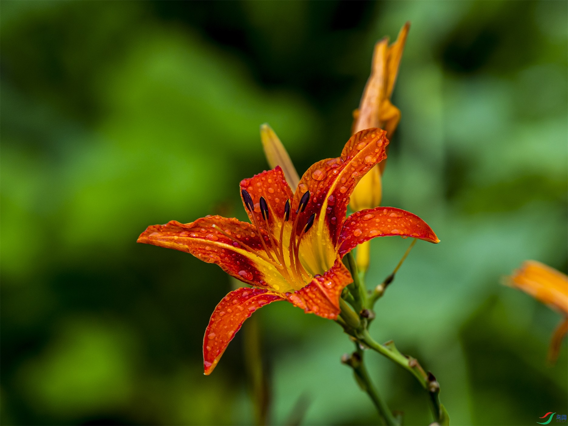 003 ����1.jpg