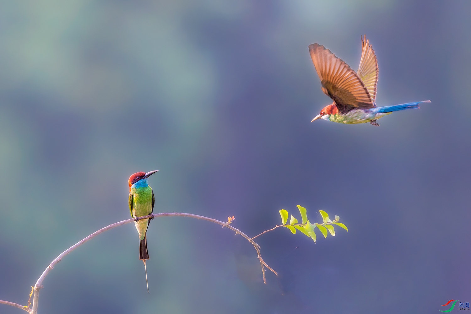 �����仢----�����������˹�