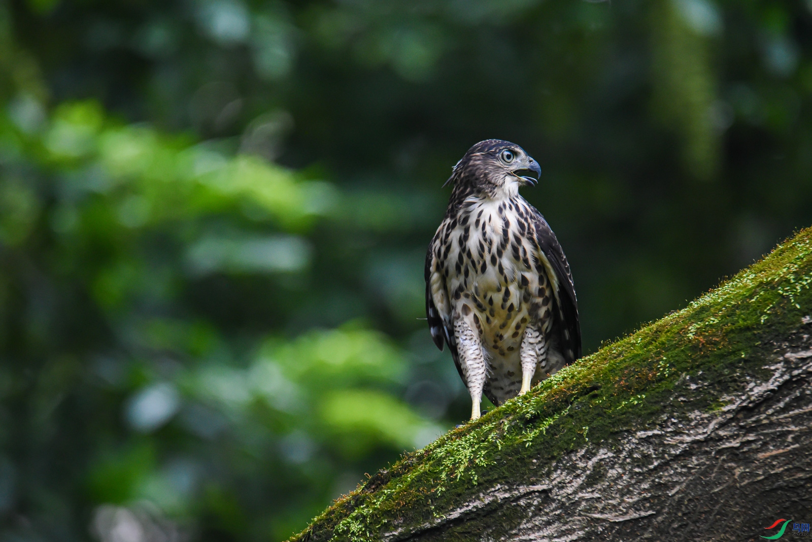DSC_1180-2-2.jpg