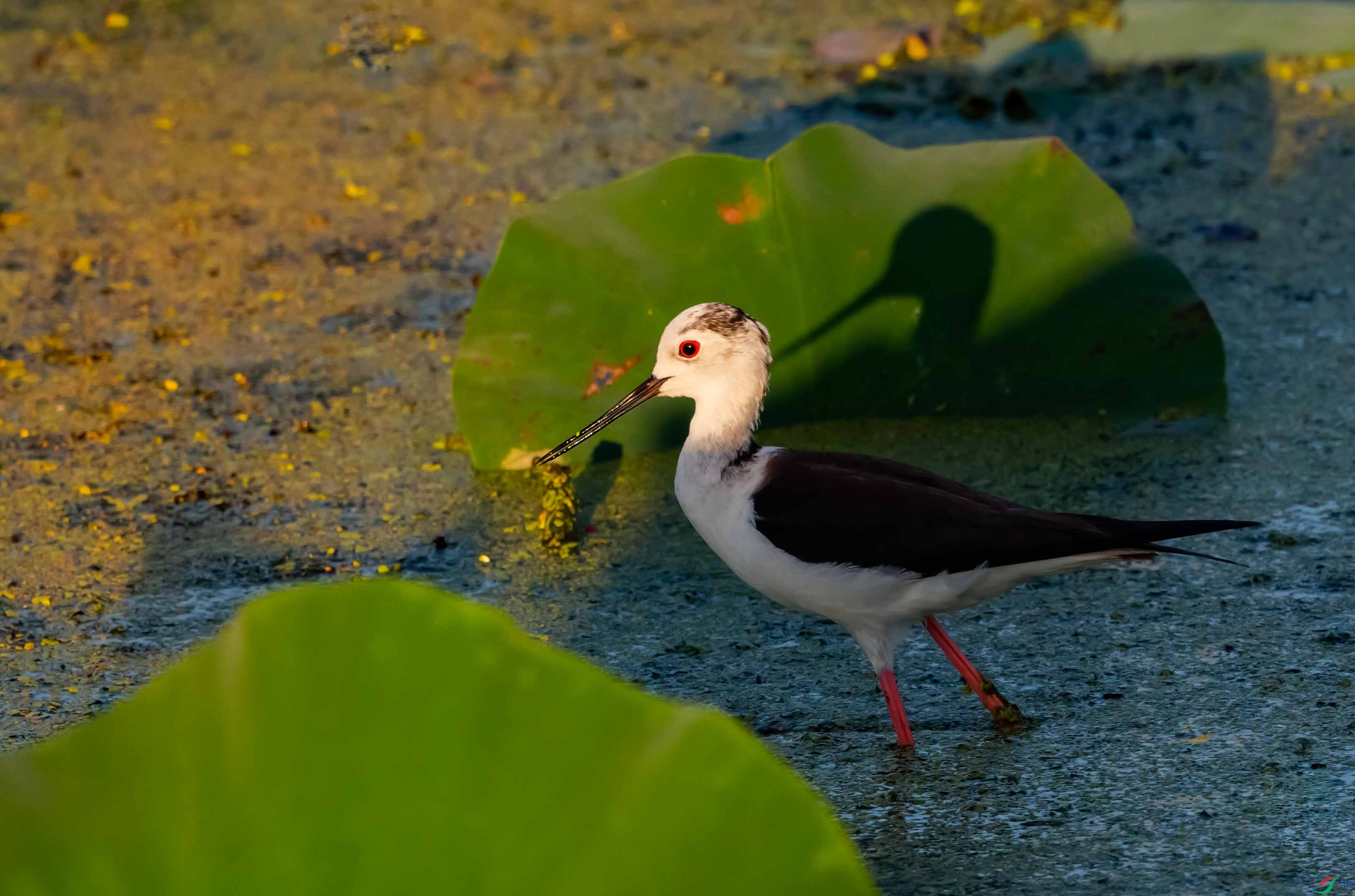 �ڳ᳤����