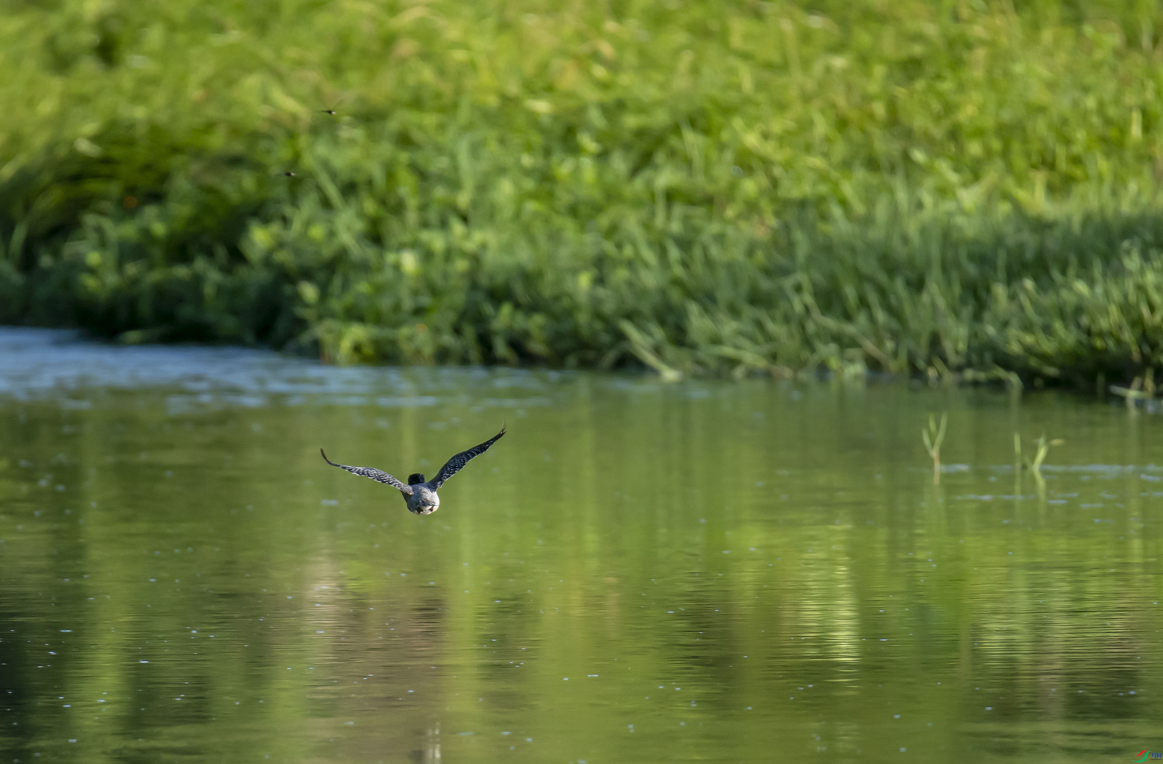 DSC_2590.jpg