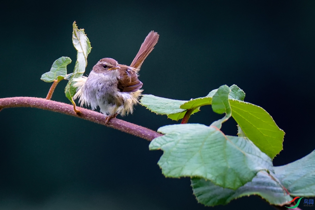 ����ҡҷ     ǿ����ݺ