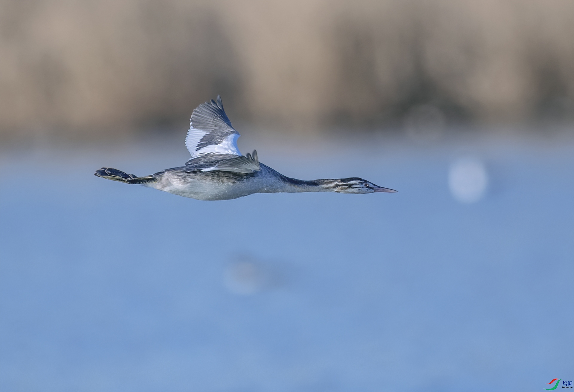 С��ͷۇ������ -.jpg