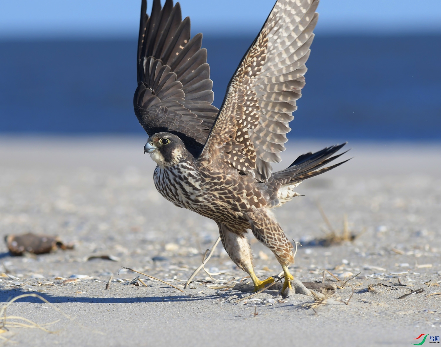 _DSC3460 - ����.jpg