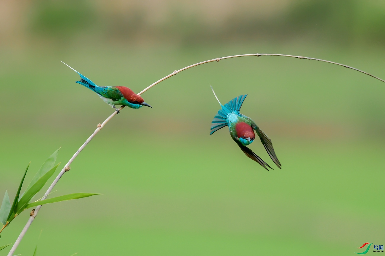 DSC_8350----.jpg