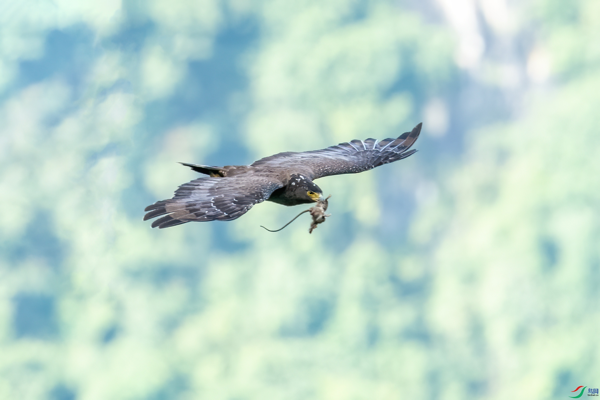 DSC_0799-1.jpg