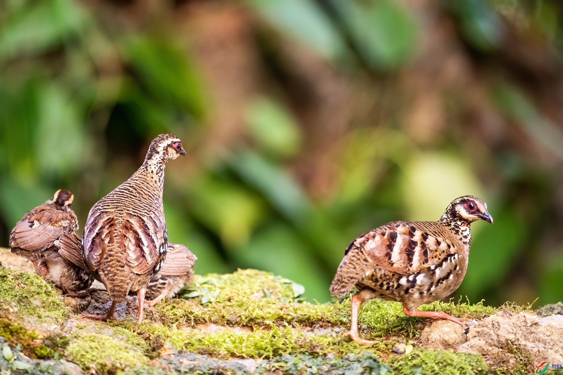 DSC_5265-1.jpg