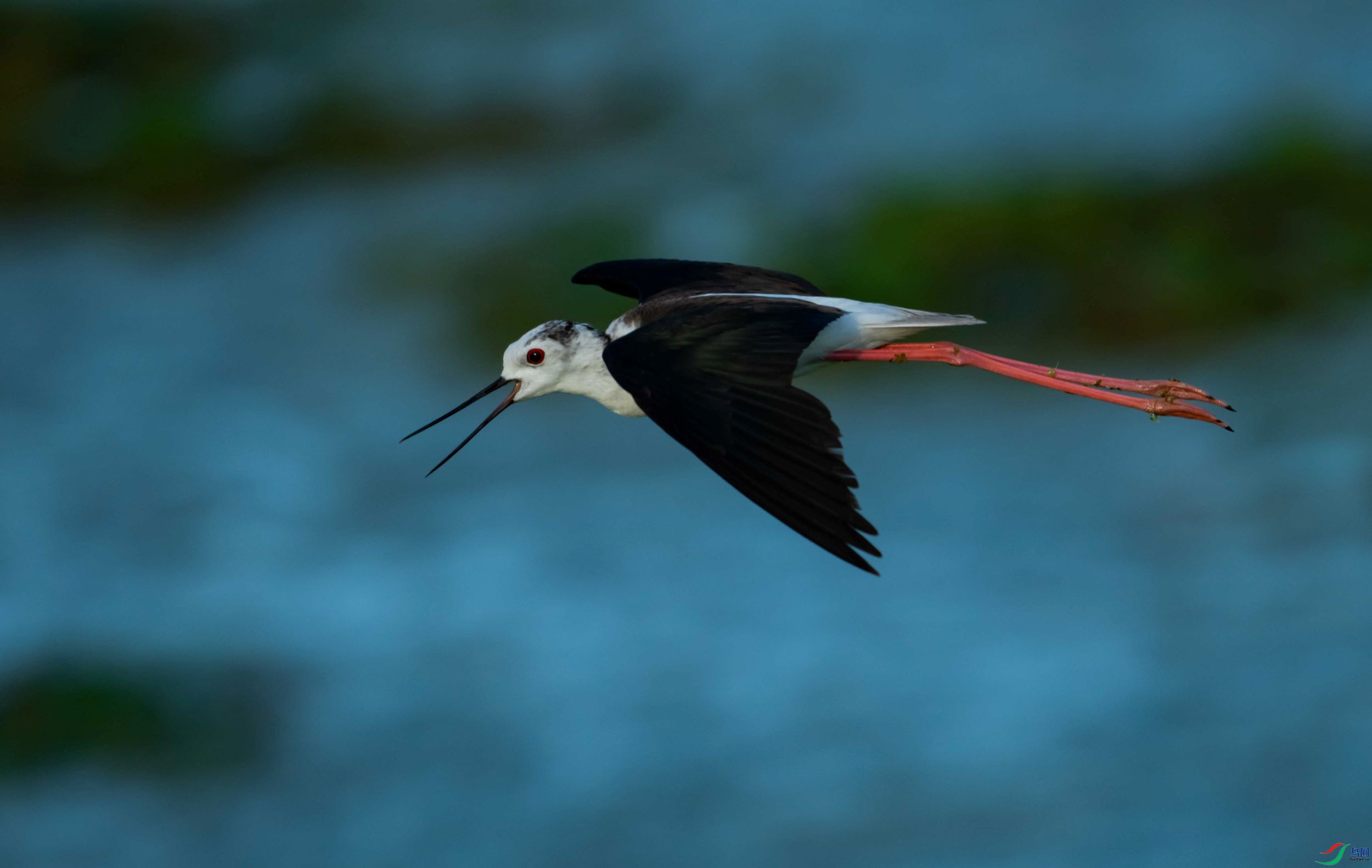 �ڳ᳤����