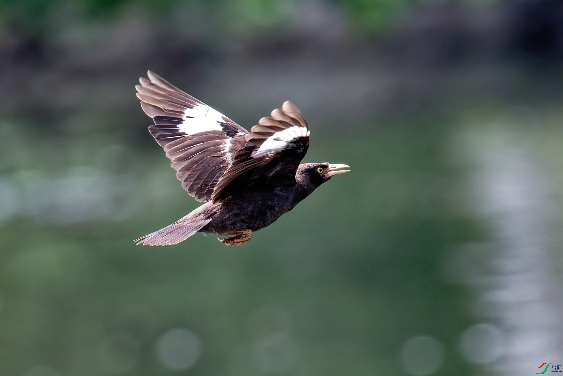 DSC_4849bb.jpg
