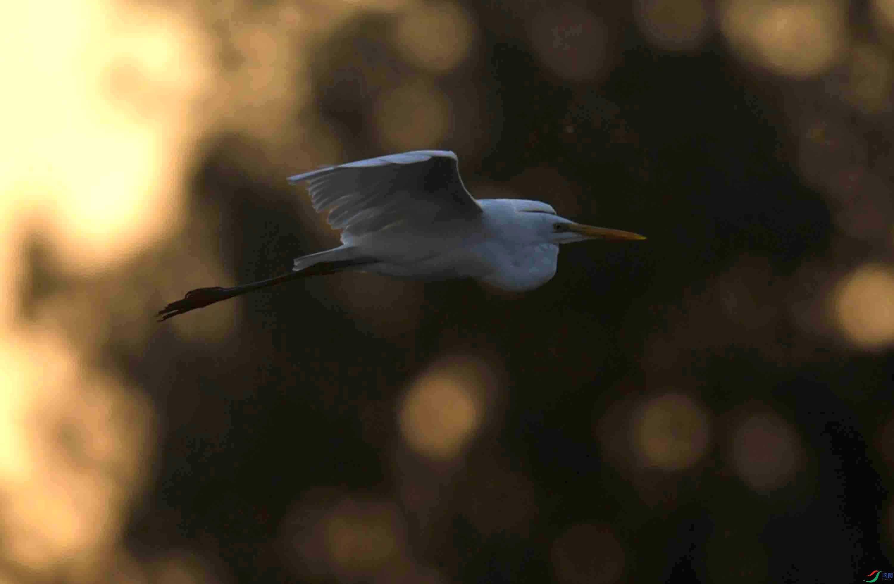 DSC_9485.JPG