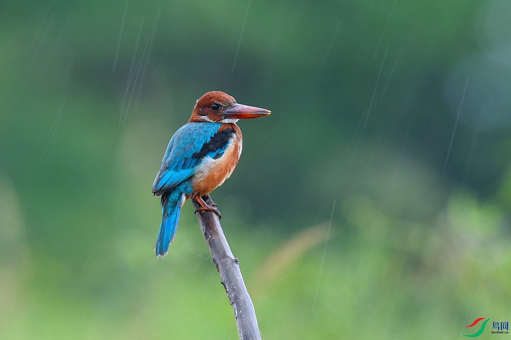 DSC_4186aa.jpg