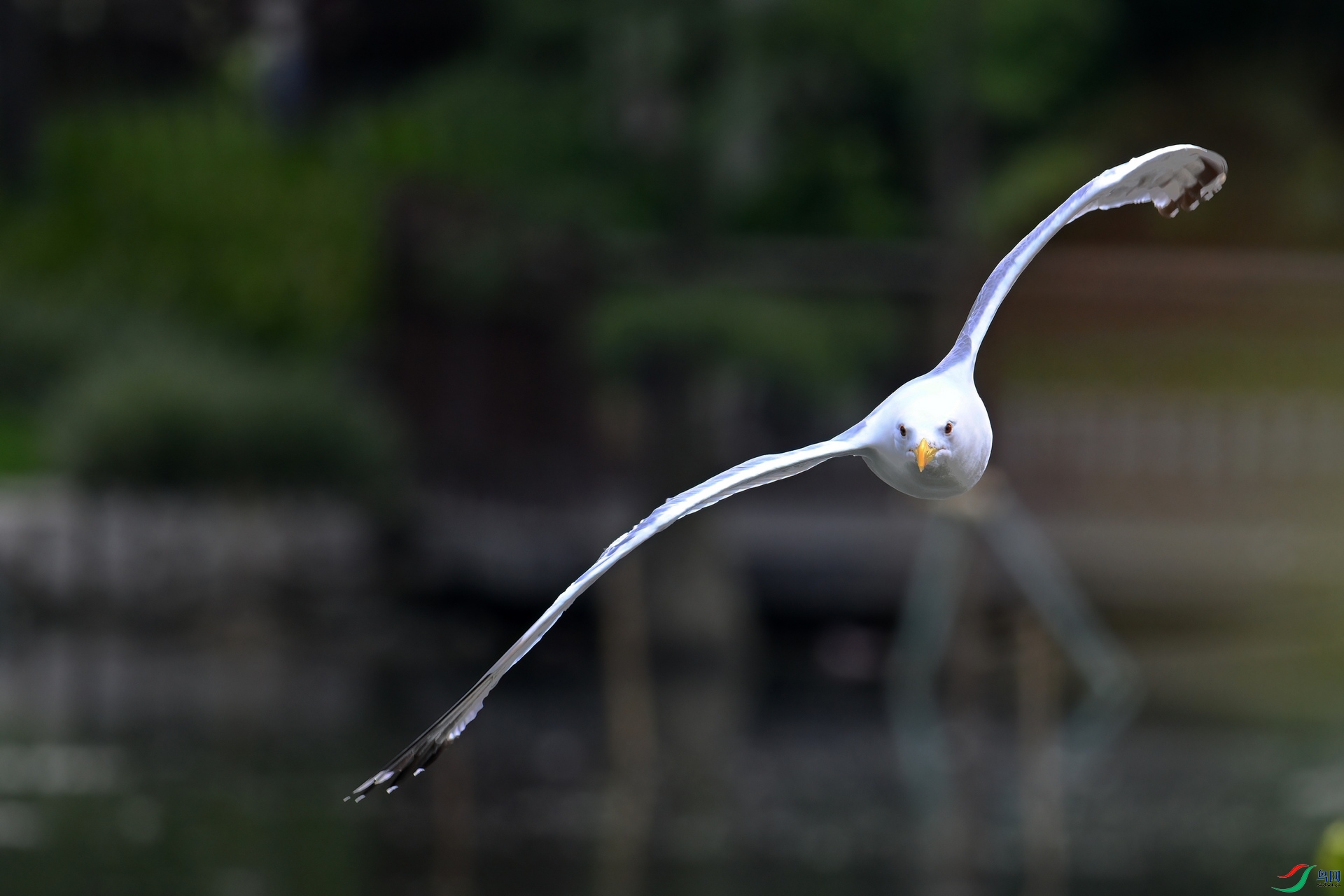 DSC_6289aa.jpg