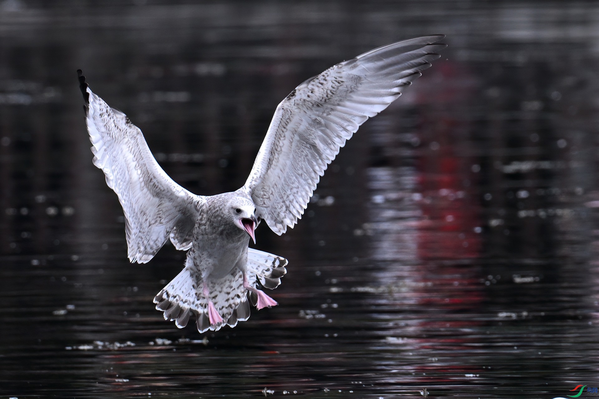 DSC_6613aa.jpg