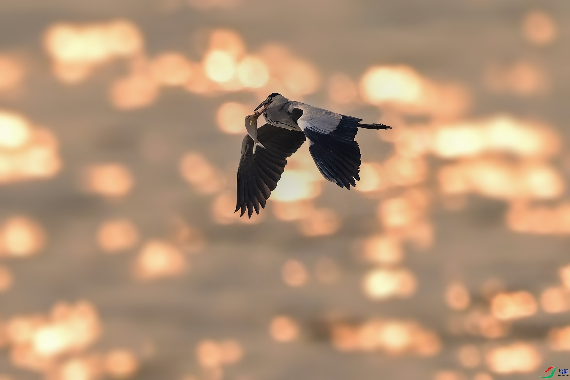 DSC_0133 ����.jpg